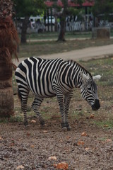 Fototapeta na wymiar Zebra unter Palmen