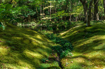 Stunning moss garden of Saiho-ji Temple, Kyoto, Japan