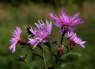 purple flowers of knapweed wild plant