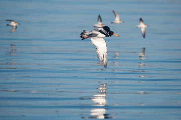Eurasian Oystercatcher, Haematopus ostralegus