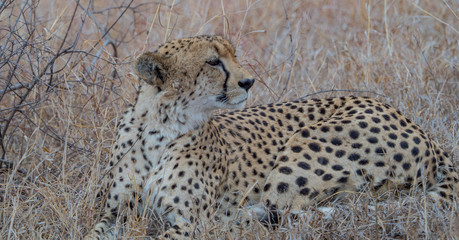 Cheetah, South Africa