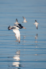 Eurasian Oystercatcher, Haematopus ostralegus