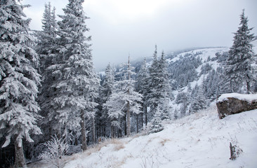 winter landscape with snowy fir trees in the mountains