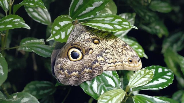 Nice butterfly on leaf. Close-up of sitting butterfly on green plant. Tropical butterfly with beautiful wings, proboscis and sockets.