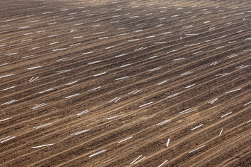 The field is plowed and prepared for planting a young vineyard in South Moravia.
