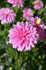 Dahlia rose en été au jardin