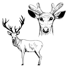 Hand-drawn deer.  Vector illustration.