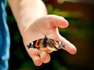 Schmetterling auf Kinderhand