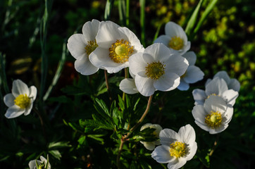 Obraz na płótnie Canvas White anemone blossoming on spring