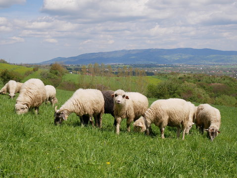 Flock of sheep grazing. Sheeps on mountain meadow