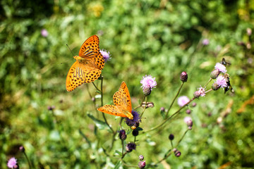 Pair of oragne butterflies on the thorn blossoms