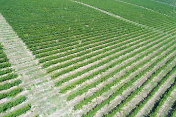 Aerial view of vineyard. Green rows of grapevine under sun.