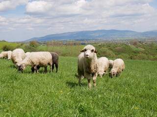 Flock of sheep grazing. Sheeps on mountain meadow