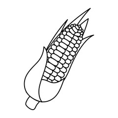 corn fresh vegetable icon