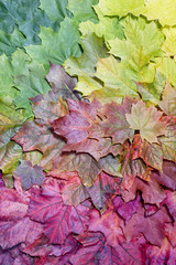 Gradient of multicolored fall maple leaves. Autumn background