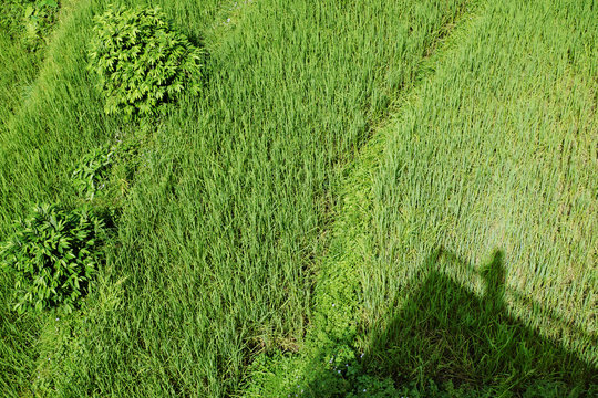 Bright green wavy grass