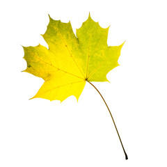 Autumn yellow maple leaf isolated on white background
