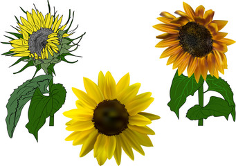 Obraz premium three sunflowers on white illustration