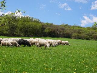 Fototapeta premium Flock of sheep grazing. Sheeps on mountain meadow