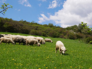 Flock of sheep grazing. Sheeps on mountain meadow