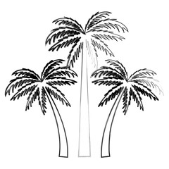 Tree palms nature icon vector illustratino graphic design