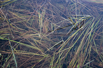 Fototapeta na wymiar Grass under water.