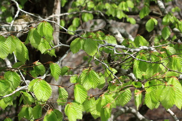 Foliage of beech tree in spring