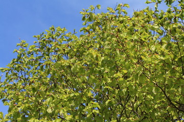 Fototapeta na wymiar Foliage of beech tree in spring