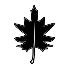 maple fall leaf icon image vector illustration design  black and white