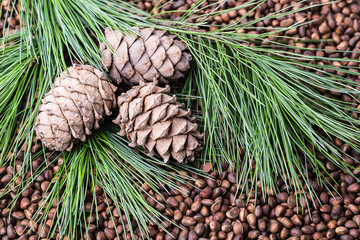 Siberian Cedar pine nuts with cones and green coniferous branches.
