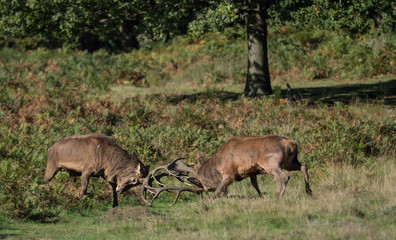 Rutting red deer