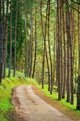 The beautiful way in forest  pines