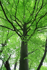 Trunk and Foliage of beech tree in spring