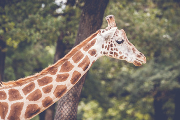Girafe