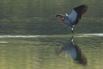 Egyptian Goose landing on water