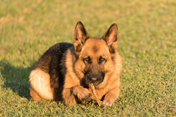 Alsatian