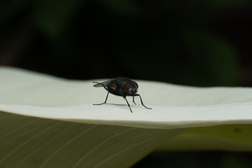 Fly