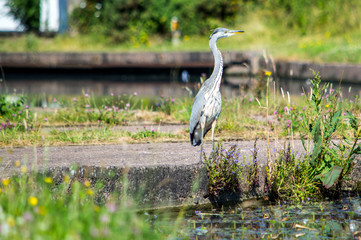 Heron
