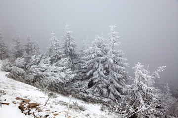 winter landscape with snowy fir trees in the mountains