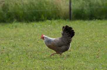 ein huhn geht auf einer wiese