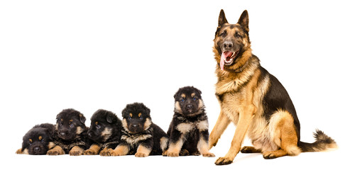 German Shepherd dog, sitting with puppies, isolated on white background