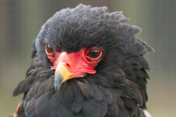 photo portrait of a Bateleur Eagle
