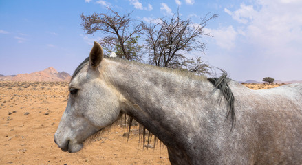 Wüstenpferd von Garub, Namibia