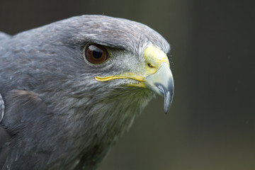 photo portrait of a Grey Falcon
