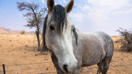 Wüstenpferd, Namibia