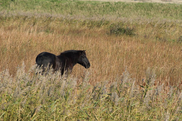 A single black Koink wild horse
