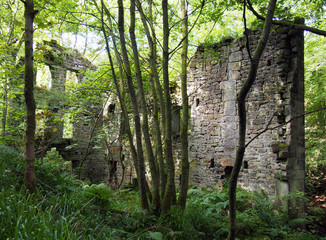 ruins of staups mill in jumble hole clough overgrown with woodland trees