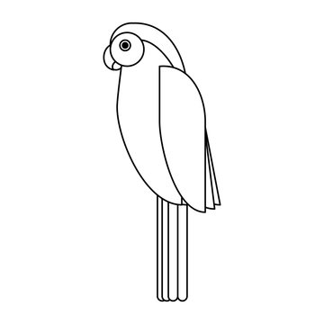 parrot tropical bird icon image vector illustration design  black line