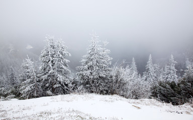 winter landscape with snowy fir trees in the mountains