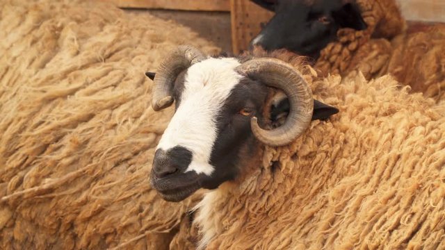 Close-up of a ram's head.